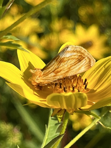 Goldenrod stowaway
