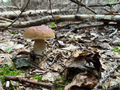 King Bolete