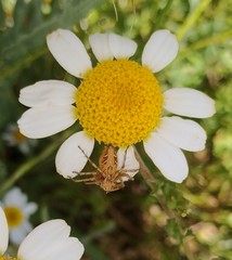 Oxyopes