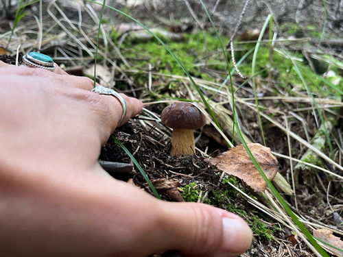 Bay Bolete
