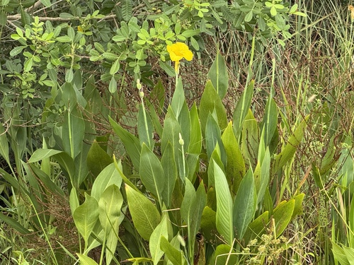 Canna flaccida observed 2026-09-12