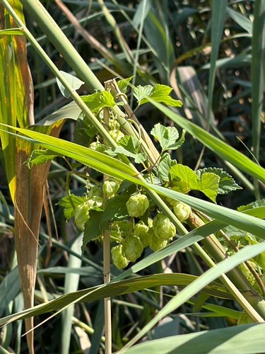 common hops