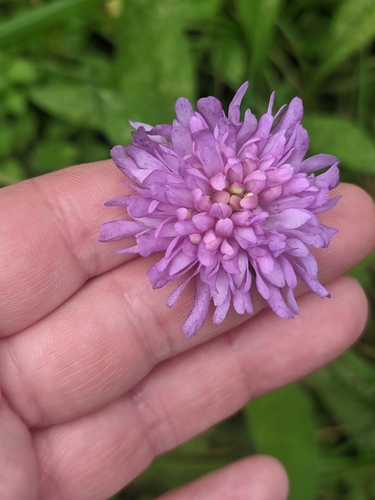 Field Scabious