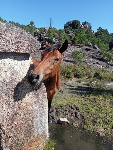 Domestic Horse