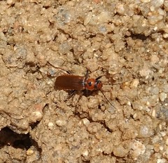 Cantharis coronata