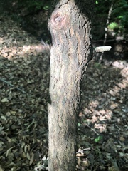 Oxydendrum