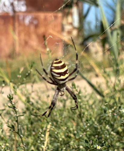 Wasp Spider