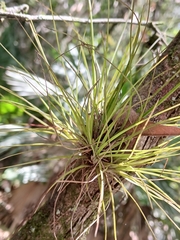 Tillandsia setacea, photograph (c) xanderferret, some rights reserved (CC BY)