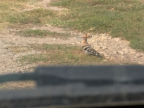 Common Hoopoe