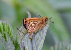 Carterocephalus