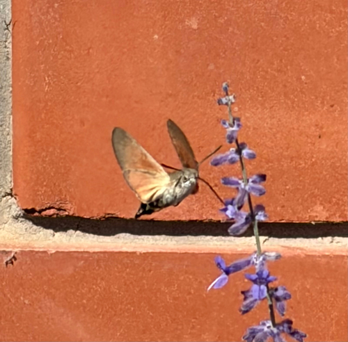Eurasian Hummingbird Hawkmoth