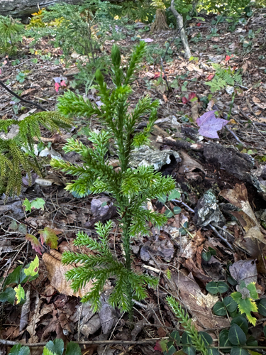 prickly tree-clubmoss