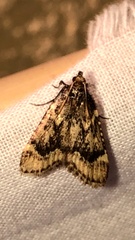 Aglossa disciferalis