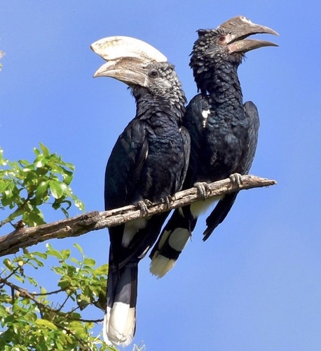 iNaturalist image