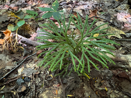 fan clubmoss