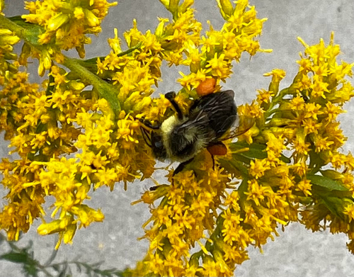 Common Eastern Bumble Bee
