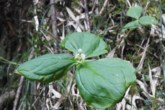 Trillium tschonoskii