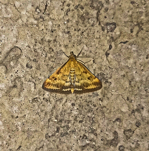 Straw-barred Pearl