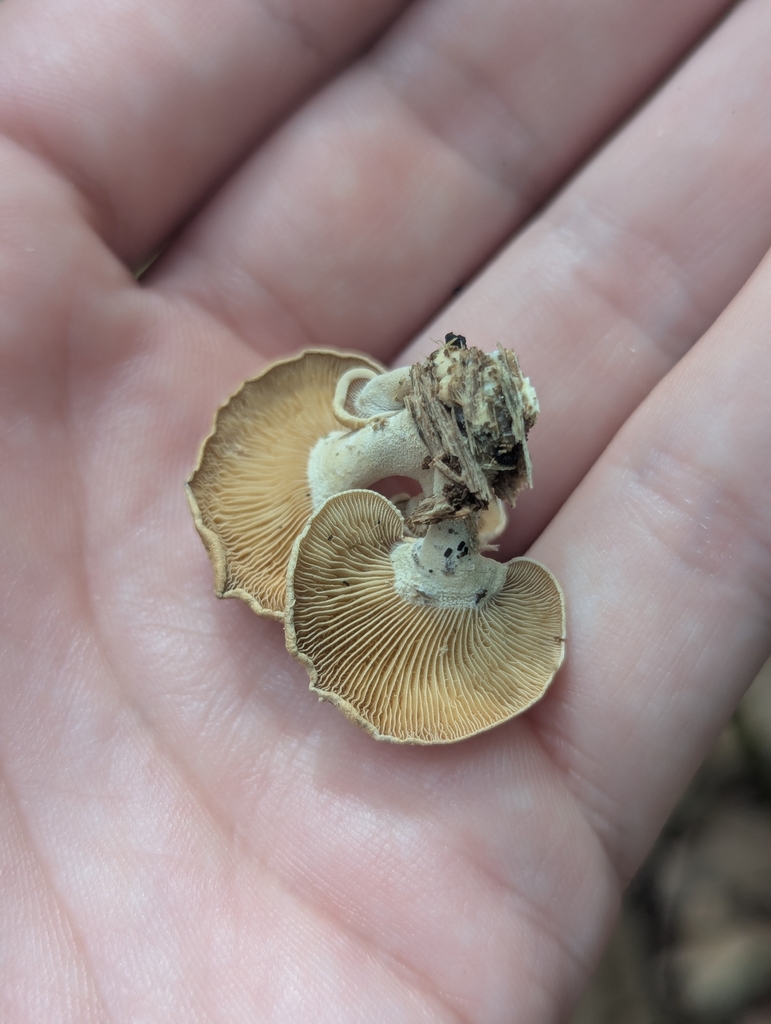 Luminescent Panellus · September 2026 · photo: Photo: (c) Skyler Principe, some rights reserved (CC BY) · iNaturalist