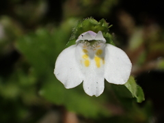 Mazus goodenifolius