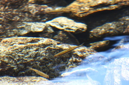Balkan Italic Minnow