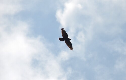 Common Raven