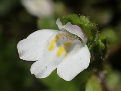 Mazus goodenifolius