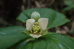 Trillium tschonoskii