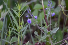 Veronica krylovii