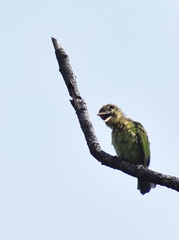 Psilopogon viridis