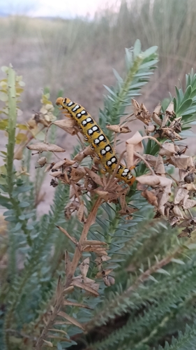 Leafy Spurge Hawkmoth