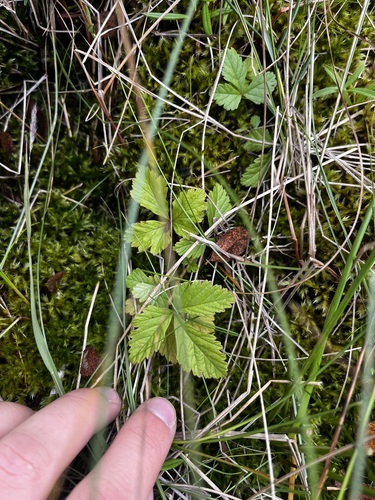 Rubus arcticus, photograph 5