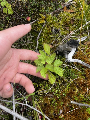 Rubus arcticus, photograph 4