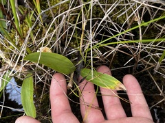 Maianthemum trifolium, photograph (c) Alex Baxter, some rights reserved (CC BY)