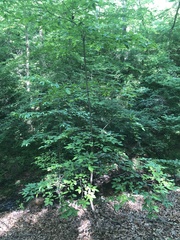 Oxydendrum