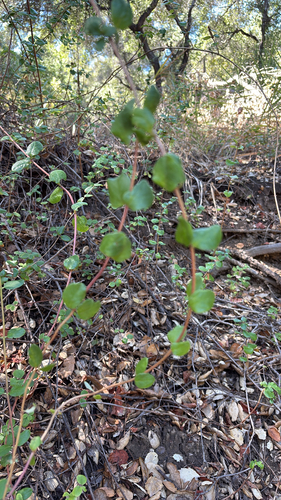 iNaturalist observation photo of Southern Honeysuckle