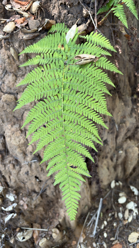 iNaturalist observation photo of coastal woodfern