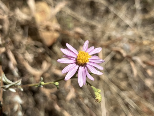 iNaturalist observation photo of California Aster
