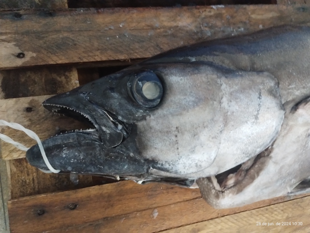 Escolar