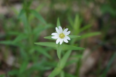 Cerastium nemorale
