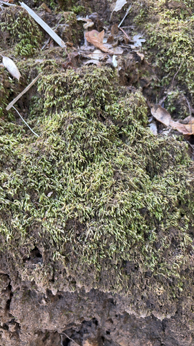 iNaturalist observation photo of Glasswort Feather-moss