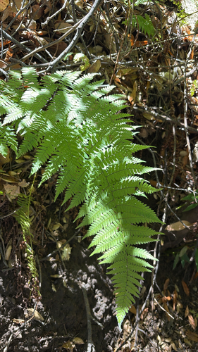 iNaturalist observation photo of coastal woodfern