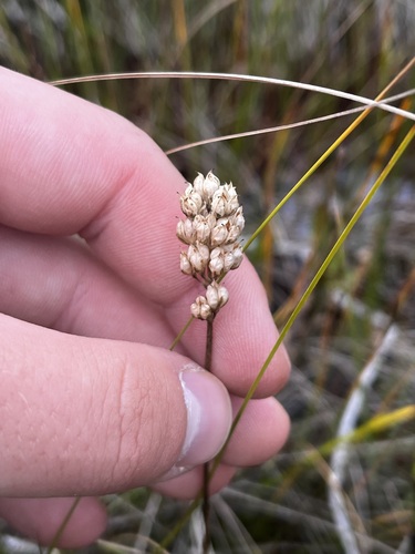 Triantha glutinosa, photograph 6