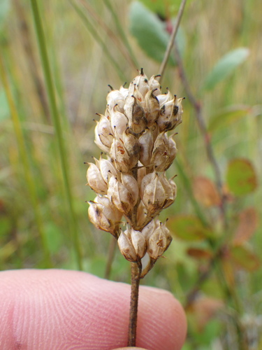 Triantha glutinosa, photograph 3