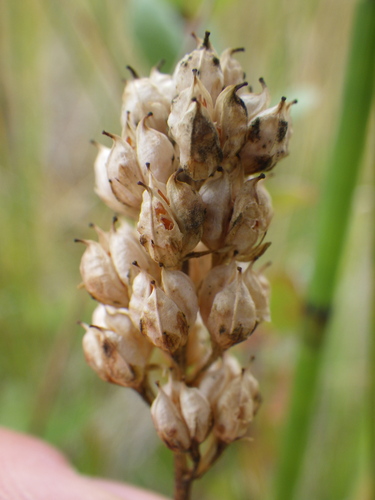 Triantha glutinosa, photograph 2