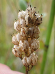 Triantha glutinosa, photograph (c) Alex Baxter, some rights reserved (CC BY)