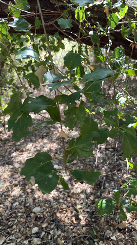 iNaturalist observation photo of coast live oak