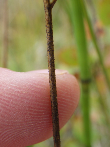 Triantha glutinosa, photograph 5