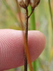 Triantha glutinosa, photograph (c) Alex Baxter, some rights reserved (CC BY)
