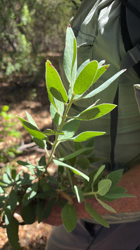 iNaturalist observation photo of bearberries and manzanitas